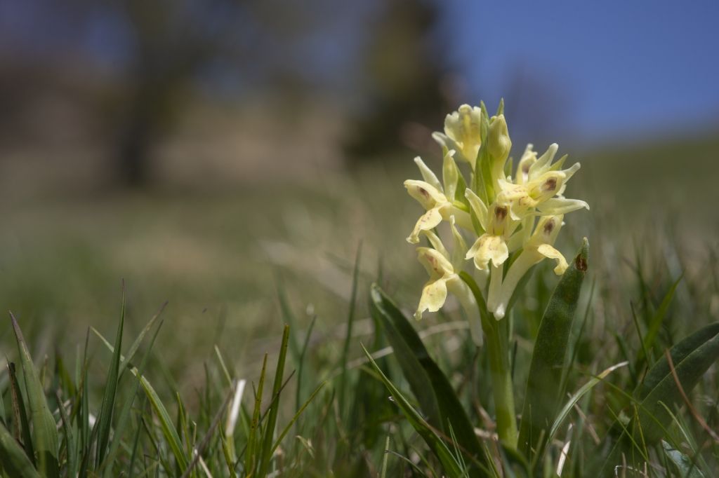 Dactylorhiza sambucina